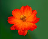 Pre-Order Cosmos 4”pot (Carpet Red, Carpet Gold or Mandarin) for pick up at Flash Garden #3  4/27/24 11am-4pm pre-order deadline 4/25 or when we run out.