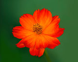 Cosmos 4”pot (Carpet Red, Carpet Gold or Mandarin) for walk in purchase. Not available for Pre-Ordering at this time.  You must be on-site, in person at a Flash Garden to purchase these.