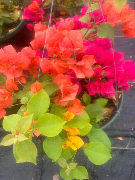 PRE-ORDER NOW!  Bougainvillea LARGER 12”Haning basket 3 different Colors in one Basket - for customer pick up @ a Flash Garden starting in Mid-Late March/Early April  Pre-Order deadline is 2/28/24 or when we run out (will update pick up times asap)