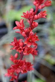 JCCC WALK IN PURCHASE  Hesperaloe ‘Brakelights’ Red Yucca #3