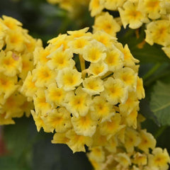 Lantana Qt Shamrock Butterscotch  For walk in purchase only at a Flash Garden NOT available for pre-ordering at this time - you must be onsite- in person- at the Flash Garden to purchase these