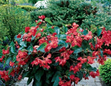 NEW  Dragonwing Begonia 10”Hanging Basket Red or Rose