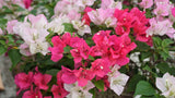 RESERVE Yours preorder(discount) Now .  Bougainvillea Classic 10”Hanging basket-Limited Numbers - for customer pick up Early/Mid Spring 2025 - they dont like cool temps. we will update specific dates soon