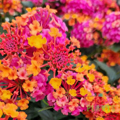 Lantana Qt Shamrock Passionfruit  For walk in purchase only at a Flash Garden NOT available for pre-ordering at this time - you must be onsite- in person- at the Flash Garden to purchase these