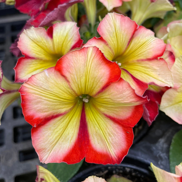 JCCC WALK IN PURCHASE  Petunia Crazytunia - Frisky Orange 10”Hanging Basket for walk in lpurchase at Johnson City Flash Garden only, not available for shipping