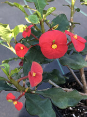 LAKEWAY WALK IN PURCHASE Thornless Crown of Thorns 10”hanging basket