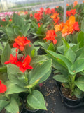 Canna #1 assorted colors for walk in purchase only, at a Flash Garden. Not available for Pre-Ordering at this time. You must be onsite at a Flash Garden to purchase these