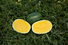 PRE-ORDER ‘Yellow Crisp’ Seedless Watermelon for customer pick up at a Flash Garden - *** USE THE PULL DOWN MENU TO CHOOSE YOUR PICK UP LOCATION ***  pre-order deadline is Tuesday 7/23/24 or when we run out.