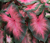 LAKEWAY  Sunset Pink Caladium 4” for WALK-IN purchase ONLY at our LAKEWAY Flash Garden  NOT AVAILABLE FOR PRE-ORDERING AT THIS TIME - you have to be onsite to purchase.