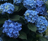 JCCC WALK IN PURCHASE Party Ready Blue OR White Florist Quality Hydrangea 20”decorative Terra Cotta colored plastic pot (really large)  USE THE PULL DOWN MENU TO CHOSE COLOR WHITE OR BLUE & to get the DISCOUNTED PRICE    - not available for shipping