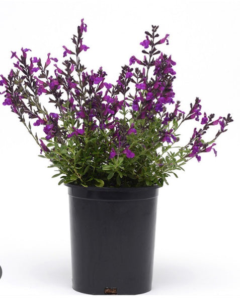 LAKEWAY -  WALK IN PURCHASE  - Salvia greggii  #1 ‘Nu Grape’ (new color)  for walk in purchase only at Flash Garden Lakeway - you have to be on-site at the flash garden to purchase these not available for shipping