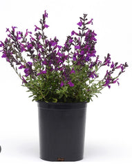 LAKEWAY -  WALK IN PURCHASE  - Salvia greggii  #1 ‘Nu Grape’ (new color)  for walk in purchase only at Flash Garden Lakeway - you have to be on-site at the flash garden to purchase these not available for shipping