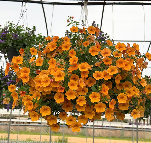 BCS WALK IN PURCHASE COLLEGE STATION  Orange Supertunia 8”Hanging Basket for walk in purchase at College Station Flash Garden only, not available for shipping
