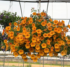 BCS WALK IN PURCHASE COLLEGE STATION  Orange Supertunia 8”Hanging Basket for walk in purchase at College Station Flash Garden only, not available for shipping