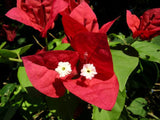 RESERVE Yours preorder(discount) Now .  Bougainvillea Classic 10”Hanging basket-Limited Numbers - for customer pick up Early/Mid Spring 2025 - they dont like cool temps. we will update specific dates soon