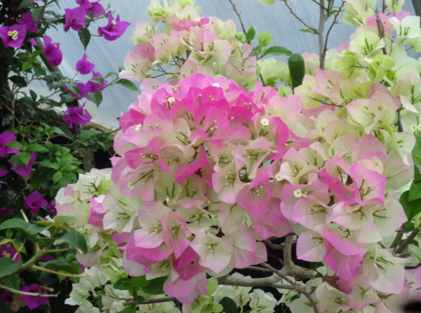 RESERVE Yours preorder(discount) Now .  Bougainvillea Classic 10”Hanging basket-Limited Numbers - for customer pick up Early/Mid Spring 2025 - they dont like cool temps. we will update specific dates soon