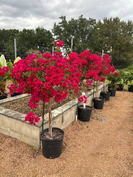 RESERVE Yours Pre-Order Now -Very Limited numbers-Exceptional,Large/Tall Bougainvillea 20g Specimen Patio Tree - Single Red/Fuchsia for pick up in late Spring-likely late April/Early May-will update exact pick up dates soon-pre-order deadline 2/15/25