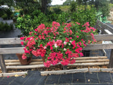 PRE-ORDER   Premium Planted 44" Heavy Duty Hayrack - for customer pick up @ College Station Friday 9/22/23 ,  @ Lakeway Saturday  9/23/20 10:30am-12:30pm or  @ Driftwood Sunday  9/24/23   3-5pm    Very limited numbers - only 5 available.