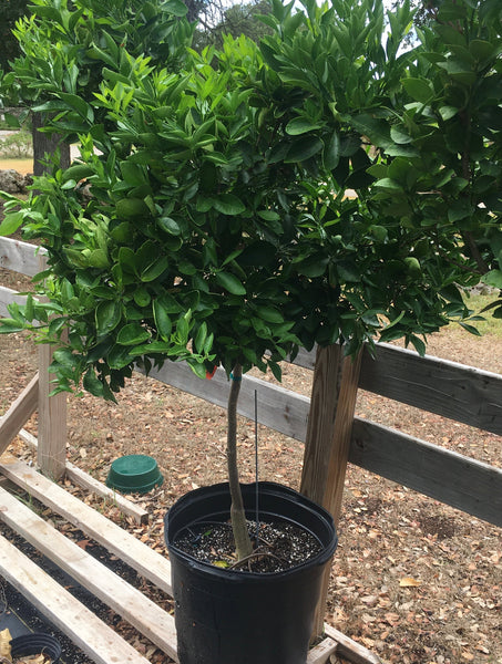 Specimen Patio Tree Improved Meyers Lemon 20” Black Plastic Grower’s Pot for Walk in Purchase at Our Flash Garden at Fall Creek Vineyards Driftwood (not available for Pre-Ordering at this time) please come in and hand pick yours
