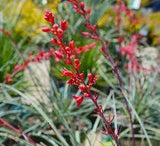 JCCC WALK IN PURCHASE  Hesperaloe ‘Brakelights’ Red Yucca #3
