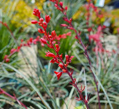 JCCC WALK IN PURCHASE  Hesperaloe ‘Brakelights’ Red Yucca #3