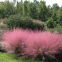 JCCC WALK IN PURCHASE Coastal Muhly Grass (Muhlenbergia capillaris) #4g  for walk in purchase only at our Johnson City Flash Garden (Not available for Pre-Order, Not available for shipping) you must be onsite at the Flash Garden to Purchase