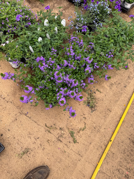 JCCC WALK IN PURCHASE COLLEGE STATION  Blue Scaevola Larger 12”Hanging Basket for walk in purchase at College Station Flash Garden only, not available for shipping