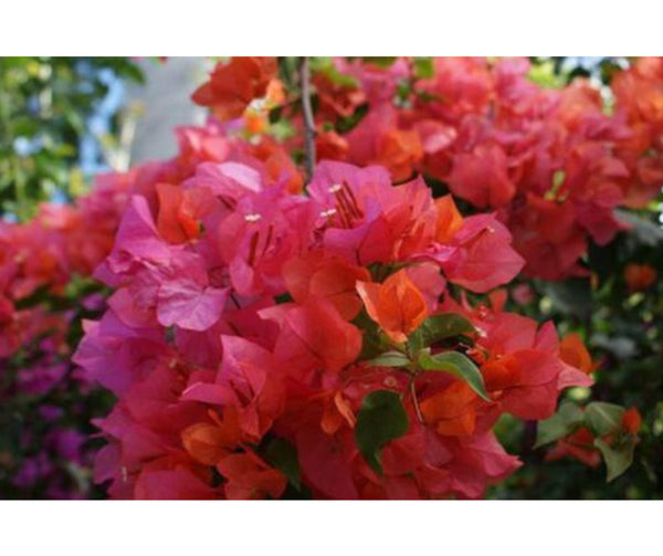 RESERVE Yours preorder(discount) Now .  Bougainvillea Classic 10”Hanging basket-Limited Numbers - for customer pick up Early/Mid Spring 2025 - they dont like cool temps. we will update specific dates soon