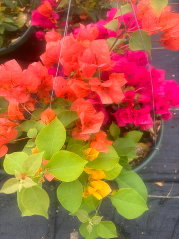 RESERVE Yours-Pre-Order NOW (w/discount) Bougainvillea LARGER 12” hanging basket -Limited #s - reserve yours now for pick up in early April-will update pick up times soon. Choose pick up location & colors with pull down menus