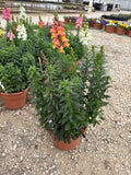 BCS WALK-IN-PURCHASE - Rocket Snapdragon (Tallest Variety) Party Ready in 20” Plastic Terracotta Planter  Mixed Colors for walk-in purchase at Flash Garden Lakeway only - not available for shipping