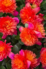JCCC  WALK IN PURCHASE - Colorblast Purslane 10”hanging basket . Not available for Pre-Ordering nor Shipping at this time.  You must be onsite at a Flash Garden to purchase these.