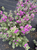 PRE-ORDER FOR PICK UP AT A FLASH GARDEN Heavenly Cloud Sage #4       Leucophyllum X ‘Heavenly Cloud’