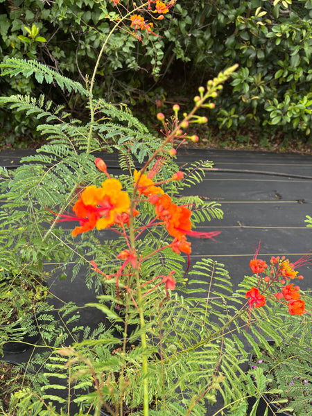 LAKEWAY WALK IN PURCHASE - Specimen/Tall Pride of Barbados #4pot - Caesalpinia pulcherimma
