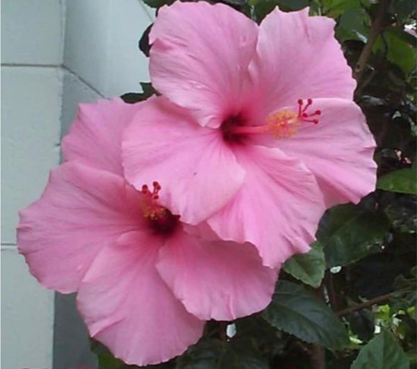 LAKEWAY WALK IN PURCHASE VERY LIMITED #s Fine Specimens- Party Ready - Pink Tropical Hibiscus Patio Tree - 20”grower’s black plastic