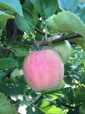 Reserve Yours - Arkansas Grown Fresh ‘Cripps Pink’  Apples 1/4peck - available For Pick up 11/14/26 - at our “Second” First Annual Plastic Pink Flamingos Fine Arts Festival - Lakeway only