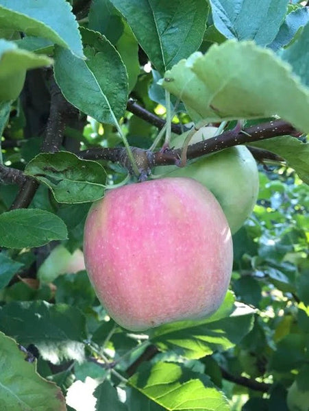 Reserve Yours - Arkansas Grown Fresh ‘Cripps Pink’  Apples 1/4peck - available For Pick up 11/14/26 - at our “Second” First Annual Plastic Pink Flamingos Fine Arts Festival - Lakeway only