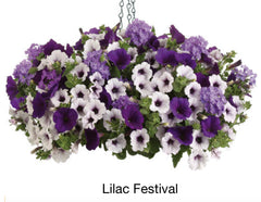 BCS  WALK IN PURCHASE   ‘Lilac Festival’ Spring Combo Larger 12” Hanging Basket combo Hanging Baskets