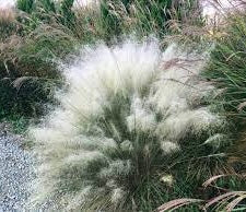 LAKEWAY WALK IN PURCHASE White Cloud Muhly Grass (Muhlenbergia capillaris 'White Cloud)#4g  for walk in purchase only at our Johnson City Flash Garden you must be onsite @ the Flash Garden to Purchase