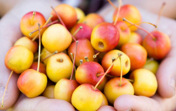Reserve Yours - Arkansas Grown - Fresh - Surprisingly Delicious CrabApples 1/8peck - available For Pick up 11/14/26 - at our “Second” First Annual Plastic Pink Flamingos Fine Arts Festival - Lakeway only