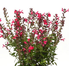 JCCC WALK IN PURCHASE.  Salvia greggii ‘Mirage Hot Pink’ PARTY READY in an 8” Decorative Plastic Terra Cotta Colored Planter. No Transplanting needed.  Ready As Is. not available for shipping - you must be onsite at the Flash Garden to purchase these.