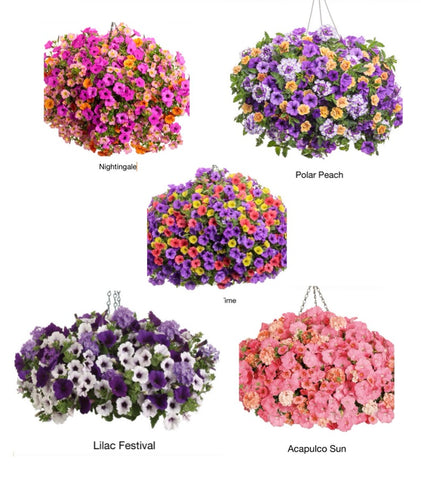 Reserve Yours NOW Spring Larger 12" Hanging Basket combo Hanging Baskets for pick up tentatively 3/21 LW & JC, Friday 3/26 BCS, Saturday 3/27 Round Top use pull down menus to get the DISCOUNT & to pick Color & Location
