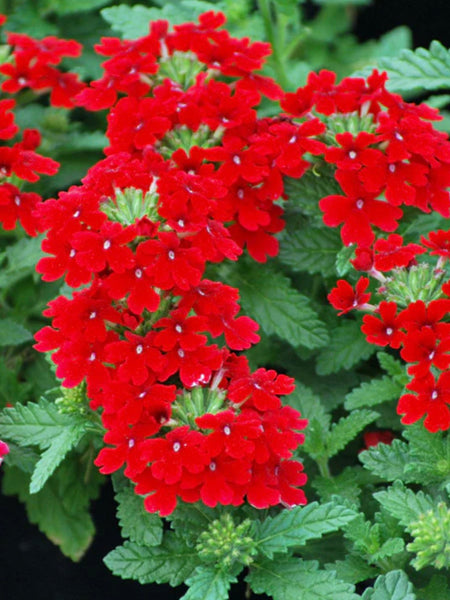 LAKEWAY WALK IN PURCHASE Perennial Verbena 4”pot Endurascape Red -You must be onsite at the Lakeway to purchase these - not available for shippping-USE the Pull down the Menu NOW to choose quantities-eaches or a full flat of 20 with a discount