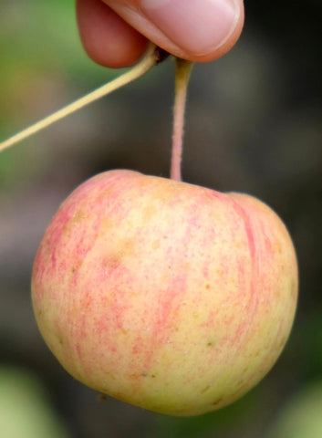 Reserve Yours - Arkansas Grown - Fresh - Surprisingly Delicious CrabApples 1/8peck - available For Pick up 11/14/26 - at our “Second” First Annual Plastic Pink Flamingos Fine Arts Festival - Lakeway only