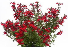 JCCC WALK IN PURCHASE.  Salvia greggii ‘Mirage Cherry Red’ PARTY READY in an 8” Decorative Plastic Terra Cotta Colored Planter. No Transplanting needed.  Ready As Is. not available for shipping - you must be onsite at the Flash Garden to purchase these.