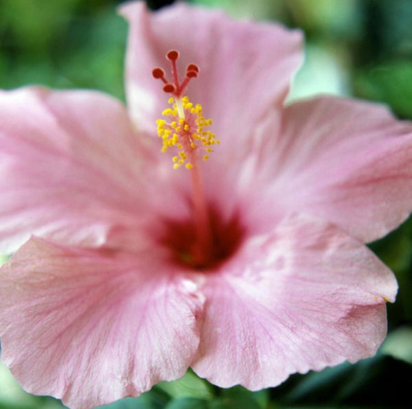 LAKEWAY WALK IN PURCHASE VERY LIMITED #s Fine Specimens- Party Ready - Pink Tropical Hibiscus Patio Tree - 20”grower’s black plastic