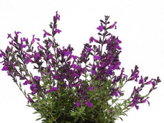 JCCC WALK IN PURCHASE.  Salvia greggii ‘Nu Grape’ PARTY READY in an 8” Decorative Plastic Terra Cotta Colored Planter. No Transplanting needed.  Ready As Is. not available for shipping - you must be onsite at the Flash Garden to purchase these.