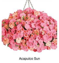 JCCC walk in purchase INTRODUCTORY PRICE for a short while Spring Larger 12" ‘Acapulco Sun’ Hanging Basket combo Hanging Baskets