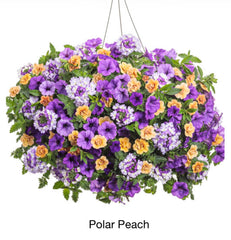 JCCC walk in purchase INTRODUCTORY PRICE for a short while Spring Larger 12" ‘Polar Peach’ Hanging Basket combo Hanging Baskets