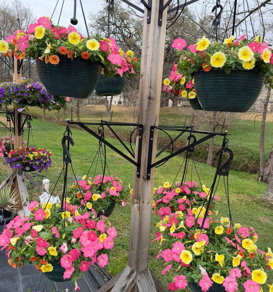 JCCC walk in purchase INTRODUCTORY PRICE for a short while Spring Larger 12" ‘All the Fruit’ Hanging Basket combo Hanging Baskets
