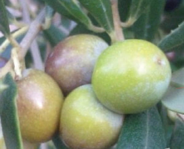 JCCC WALK IN PURCHASE  Arberquina Olive Tree #2grower pot 1 Ball Topiary (Copy)